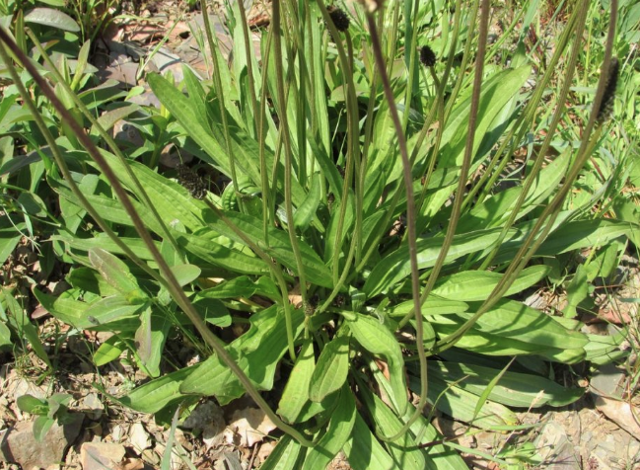 Sinir otu nedir? Sinir otunun hiç bilmediğiniz faydaları - Resim: 1