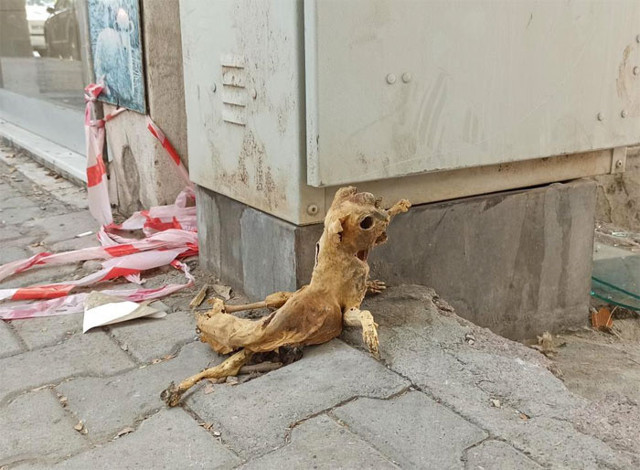 Elektrik panosunda bulunan kedi iskeleti korkuttu uzaylılara benzettiler - Resim: 0