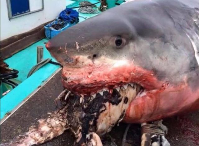 Dev beyaz köpekbalığı ağzında korkunç görüntüler - Resim: 4