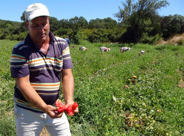 Çanakkale'de domates hasadı krizi! Aracılar 70 kuruştan almak isteyince üreticiler tarlada bıraktı - Resim: 0