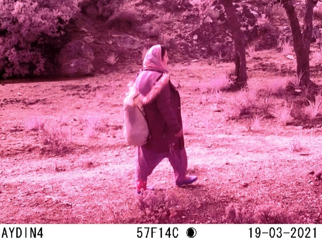 Aydın'da kimse ne yaptığını anlamadı! Fotokapan kaydetti o kadın aranıyor - Resim: 1