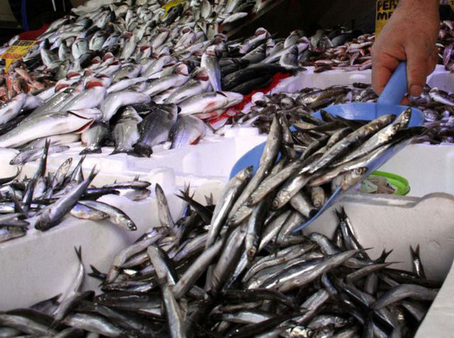 Denizlerde balık bereketi - Resim: 2