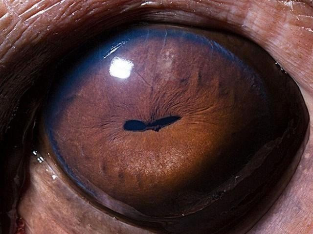 Ne olduğunu tahmin ediyor musunuz? Gözlerinin içine bakın - Resim: 3