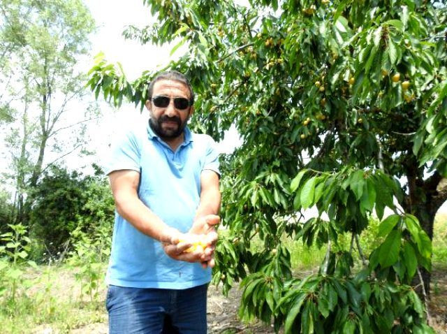 Piyangoyu kazanan çitçi bakın parayı nerede kullandı! - Resim: 1