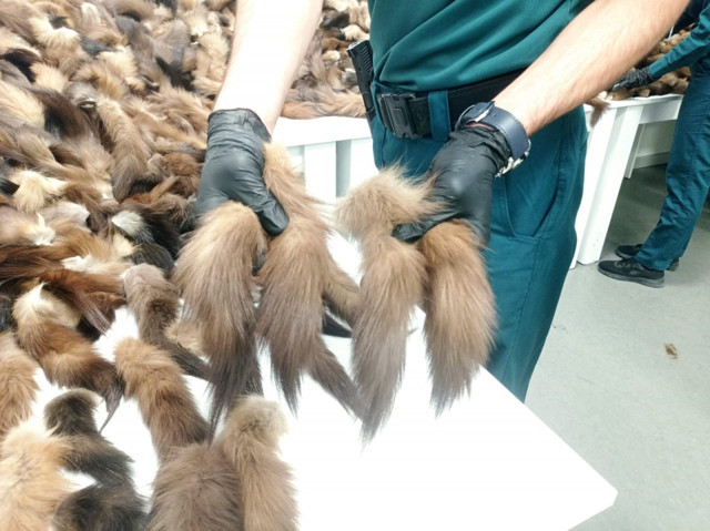 İstanbul Havalimanı'nda binlerce tilki kuyruğu yakalandı! Piyasa değeri dudak uçuklattı - Resim: 1