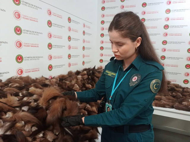 İstanbul Havalimanı'nda binlerce tilki kuyruğu yakalandı! Piyasa değeri dudak uçuklattı - Resim: 0