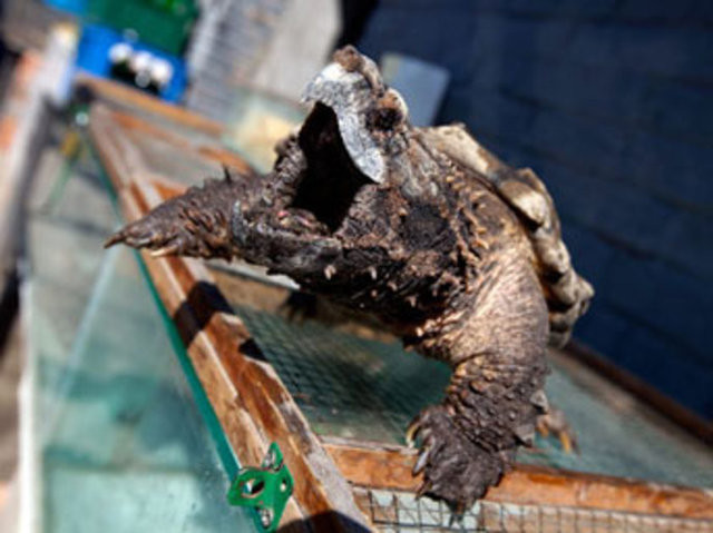 Hiç görmediğiniz  ilginç hayvanlar  - Resim: 2