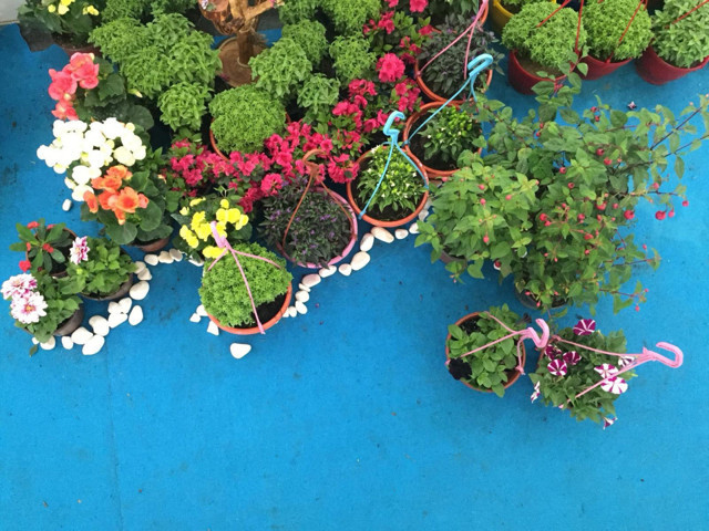 Manisa’da Çiçek Festivali ile renklendi - Resim: 0