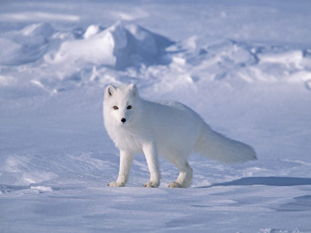 Kutup tilkisinin yolculuğu bilim insanlarını şok etti! İşte nedeni - Resim: 0