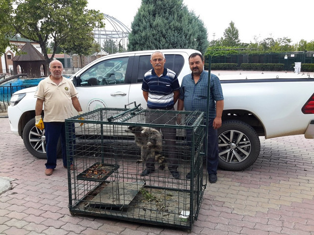 Konya cami lojmanının çatısında rakun yakalandı - Resim: 1
