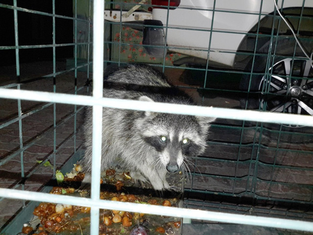 Konya cami lojmanının çatısında rakun yakalandı - Resim: 0