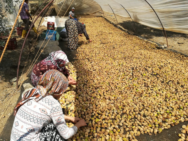 Aydın’da incir üreticisi şokta! Son yılların en kaliteli ürünü kimse yüzüne bakmıyor - Resim: 0