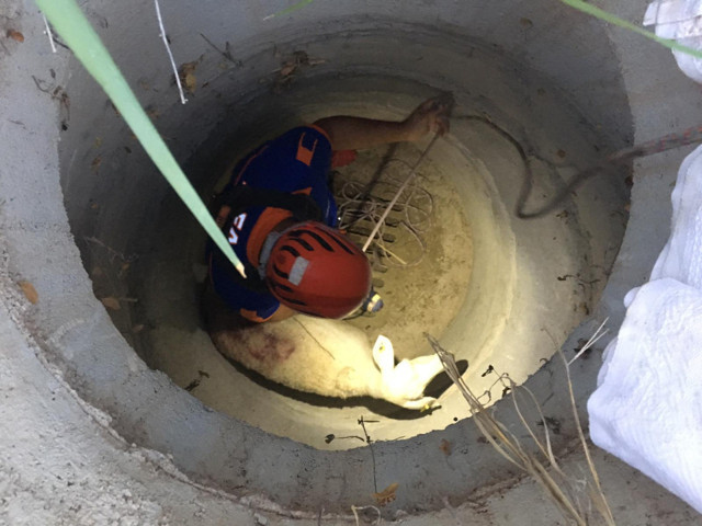 Aksaray'da kuyuya düşen koyunu AFAD ekibi kurtardı - Resim: 0