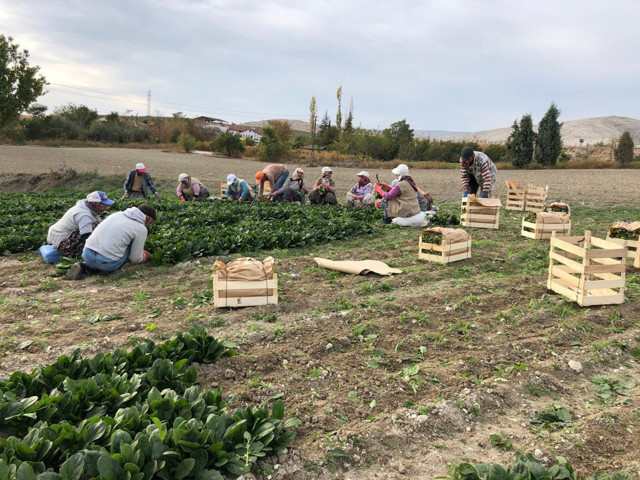 Zehirli ıspanağın nedeni belli oldu Sağlık Bakanlığı'ndan yeni açıklama - Resim: 1