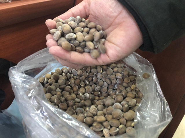 Siirt bıttımı altın fiyatını geçti! İç piyasada 150 lira dış piyasada 200 lira - Resim: 0