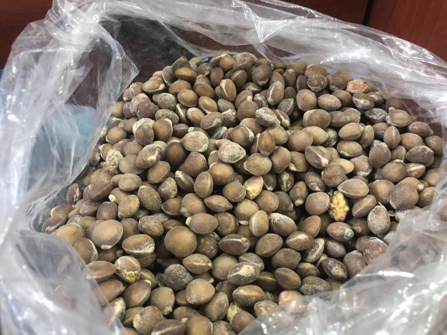 Siirt bıttımı altın fiyatını geçti! İç piyasada 150 lira dış piyasada 200 lira - Resim: 1