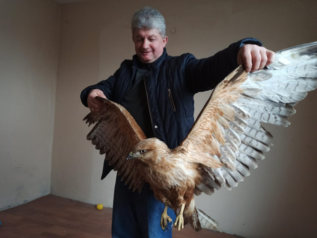 Bahçesinde bulduğu kartalı evine götürüp elleriyle besledi - Resim: 0
