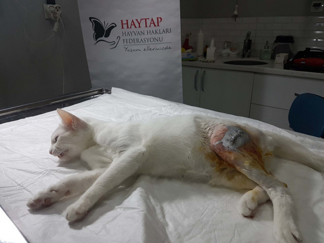 Osmaniye'de Van kedisi balkondan düştü ayağı kırıldı - Resim: 0