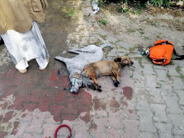 Muğla'da itfaiye eri dumandan bayılan köpeğe yeniden hayat verdi - Resim: 1