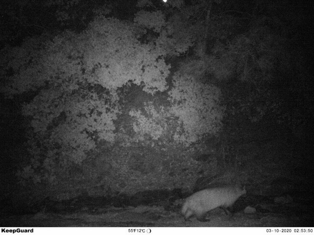 Kahramanmaraş'ta çizgili sırtlan ve porsuk fotokapanla görüntülendi - Resim: 0