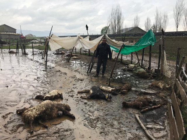 Muş'ta taşan dere sonrası hayvanlar telef oldu - Resim: 1