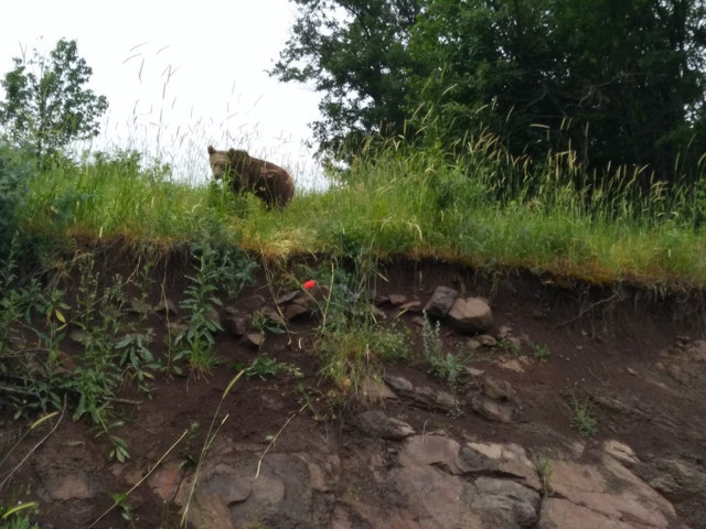 Ordu'da ayılar kovanlara dadandı tüfekle bekliyorlar - Resim: 2