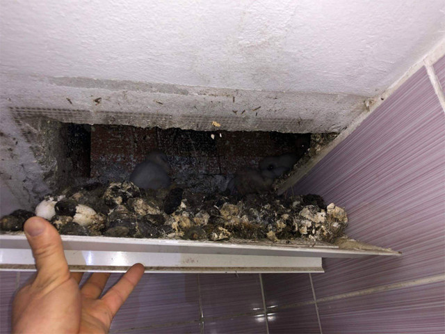 Zonguldak'ta köylüleri 1 haftadır tedirgin eden esrarengiz sesin kaynağı ortaya çıktı - Resim: 0