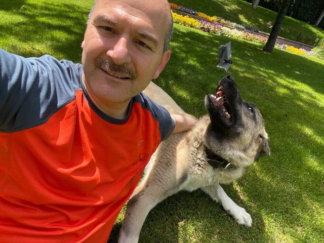 İçişleri Bakanı Süleyman Soylu, sahiplendiği sokak köpeklerinin fotoğraflarını paylaştı - Resim: 0