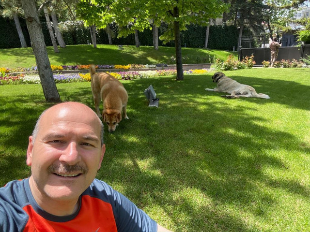 İçişleri Bakanı Süleyman Soylu, sahiplendiği sokak köpeklerinin fotoğraflarını paylaştı - Resim: 3