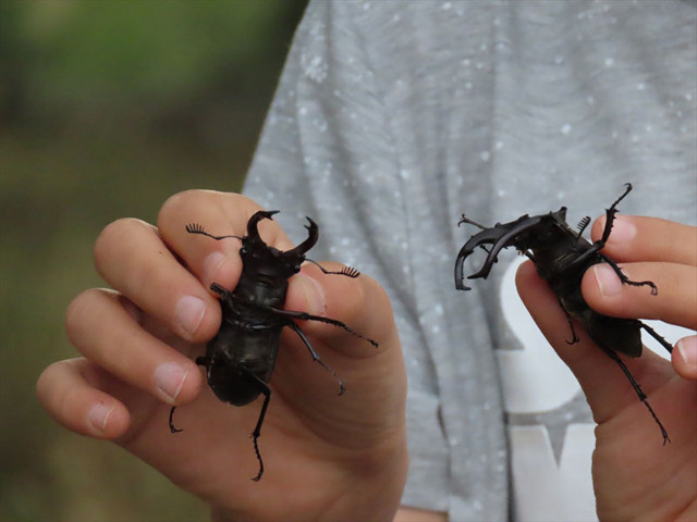Nadir görülen 'Geyik Böceği' Balıkesir'de görüntülendi - Resim: 0