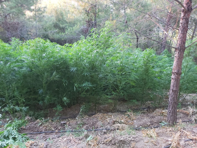 Hatay'da uyuşturucu operasyonu ormanlık alanda Hint keneviri ele geçirildi - Resim: 1