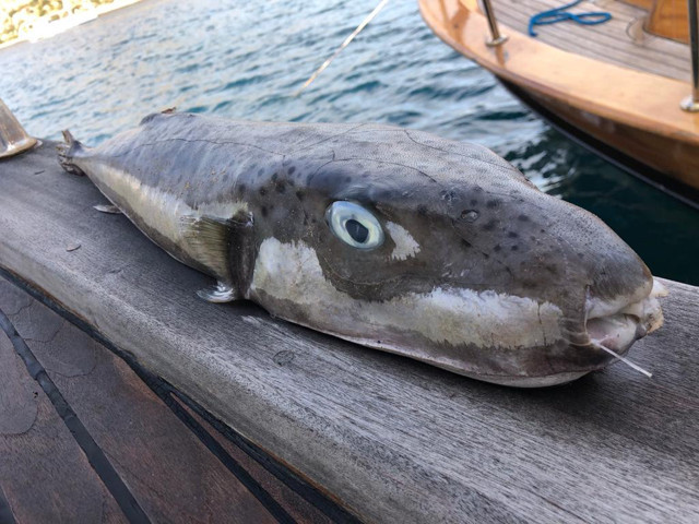 Bodrum'da 6 kiloluk 'balon balığı' ürküttü korkulu rüya ilk kez bu kadar büyük! - Resim: 0