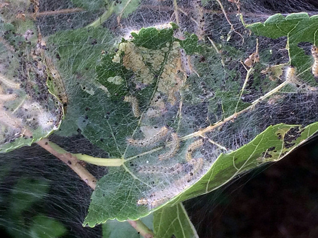 Karadeniz'de bela olan Amerikan beyaz kelebeği ile entegre mücadele uyarısı - Resim: 0