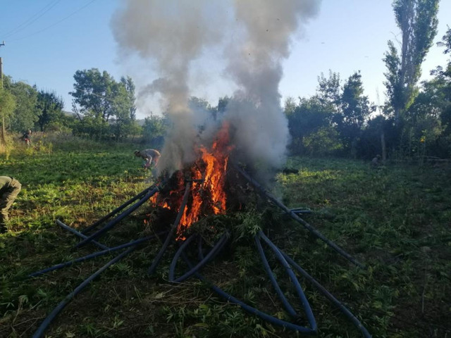 Diyarbakır'da 22 milyon kök kenevir ele geçirildi! Terör örgütüne 5 milyarlık darbe - Resim: 0