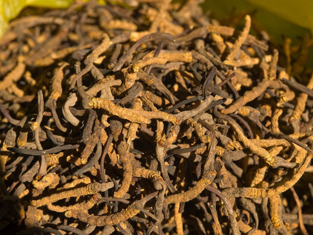 Dünyanın en değerli parazitinin kilosu 140 bin dolar - Resim: 1