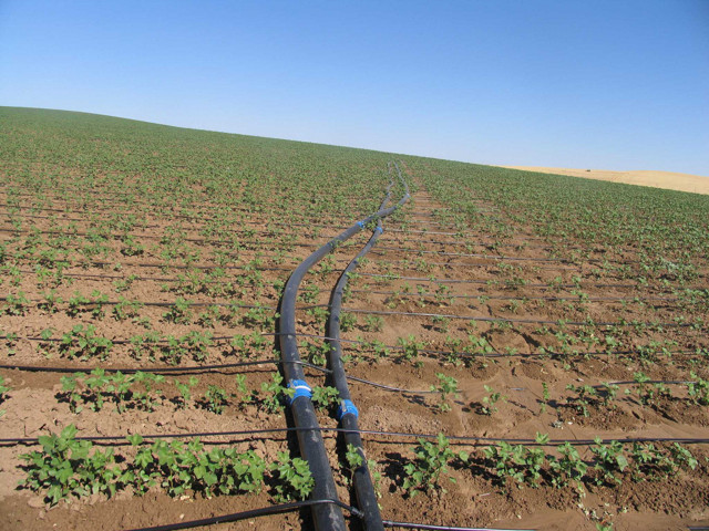 Diyarbakır çiftçisine 24 milyon lira hibe desteği verilecek - Resim: 0