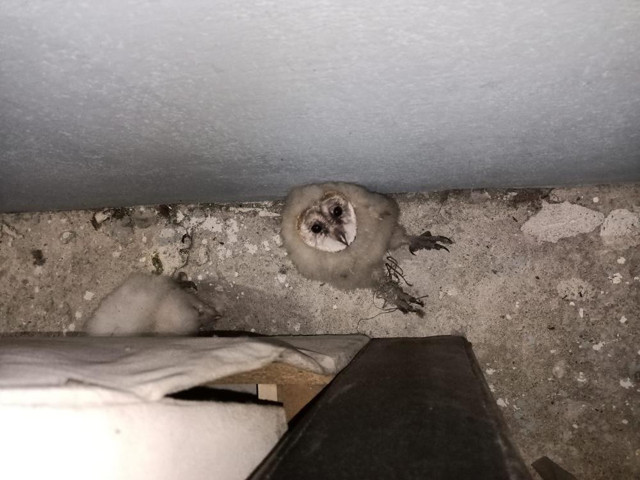 Çatıdan nefes alır gibi ses geliyordu! 15 gün sonra gördüğü manzara şoke etti - Resim: 1