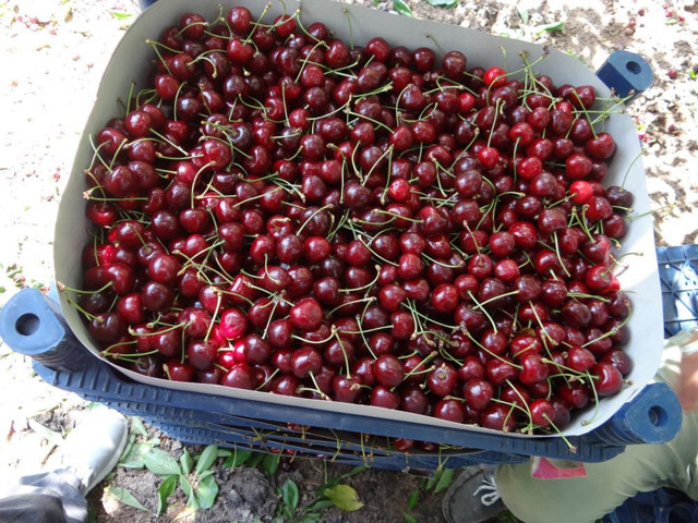 Bilecik'te kiraz üreticileri isyan etti: Yerinde 5, büyük marketlerde 20 lira - Resim: 0