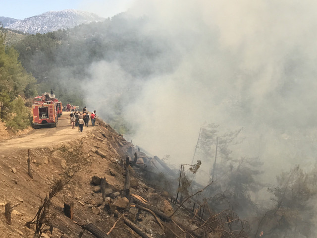 Yanan bölgelere hemen ağaç dikmek doğru mu? Uzmanlar 'izin verilmeli' dedi - Resim: 1