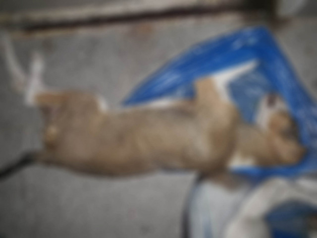 Kuşadası'nda görenler dehşete uğradı! 4 yavru köpek zehirlendi 1'inin derisi yüzüldü - Resim: 0