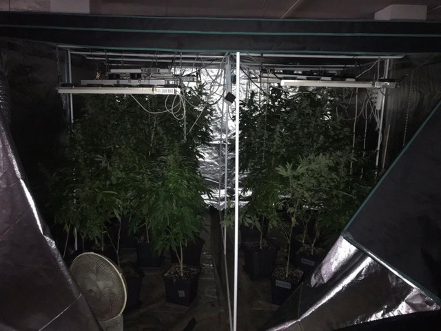 İstanbul’da tekstil atölyesinde milyonluk uyuşturucu serası! Baba ve oğlu yakaladı - Resim: 1