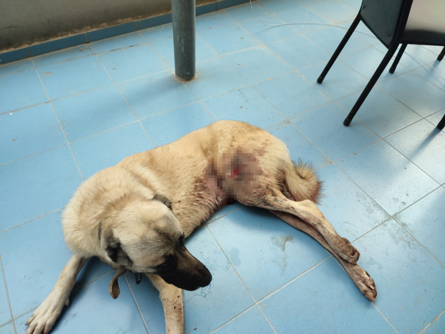Hatay'da silahla yaralanan köpeğin sahibinden tepki - Resim: 0