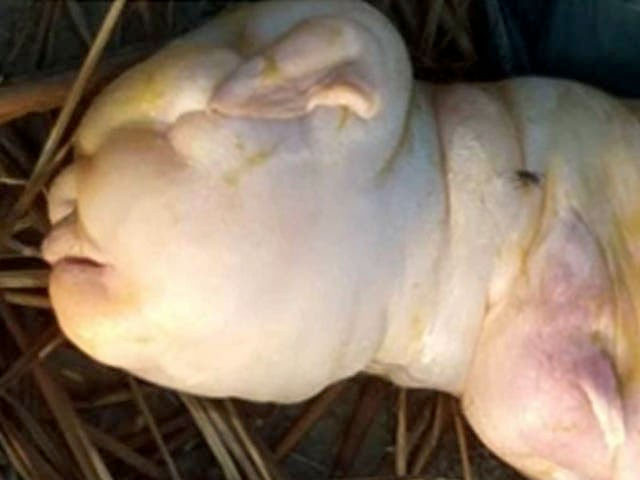 'İnsan yüzlü' keçi dünyaya geldi: Keçiyi gören köylüler 'Tanrıdan bir uyarı' dedi - Resim: 1