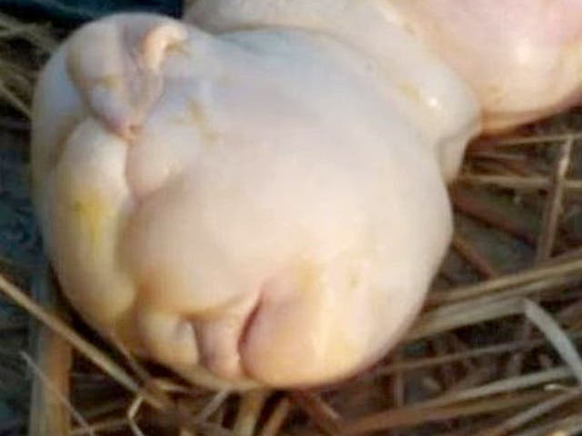 'İnsan yüzlü' keçi dünyaya geldi: Keçiyi gören köylüler 'Tanrıdan bir uyarı' dedi - Resim: 0