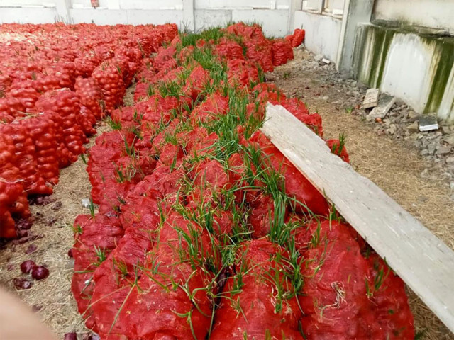 Tonlarca soğan depoda çürümeye başladı çiftçi hal esnafına tepkili 10 katına satıyorlar - Resim: 1