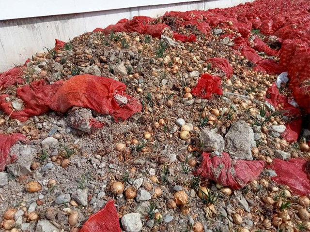 Tonlarca soğan depoda çürümeye başladı çiftçi hal esnafına tepkili 10 katına satıyorlar - Resim: 0