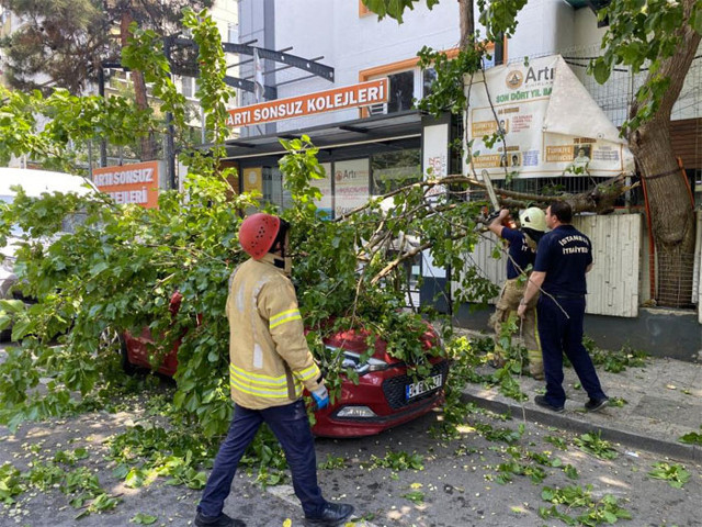 Kadıköy'de otomobilin üzerine devrilen ağaçtan dut topladılar - Resim: 0
