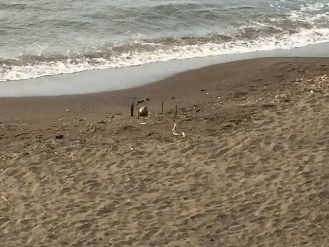 Dün Ordu bugün Sinop! Karadeniz'de Rus paniği devam ediyor: Füze ekipmanı çıktı - Resim: 5