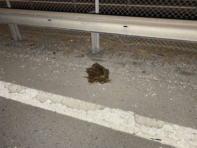 Tuzla TEM otoyolunda feci kaza! Uzuvları koptu ölen kişi trans birey çıktı - Resim: 0