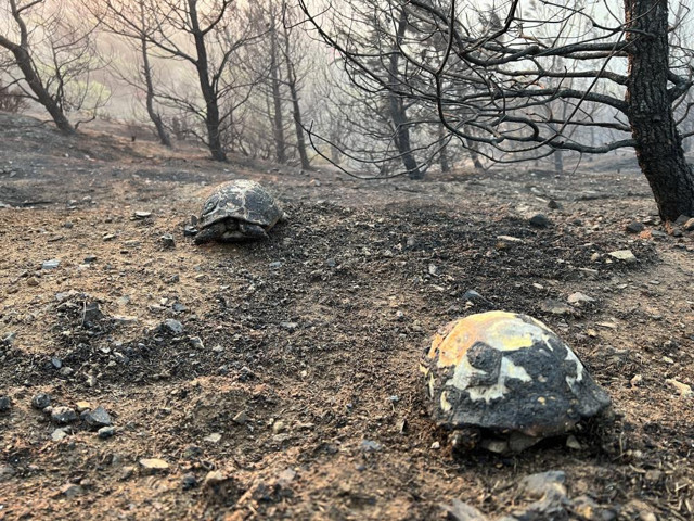 Manisa'da 2 mahallenin boşaltıldığı orman yangını kontrol altına alındı - Resim: 4